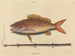 Le sparus synagris - Mark Catesby — näkymä teoksesta