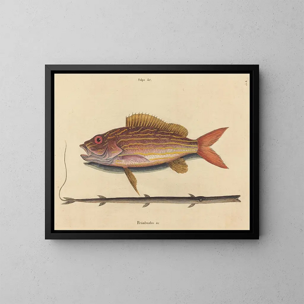 Le sparus synagris - Mark Catesby — kehystetty taideteos seinällä