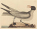 La mouette rieuse - Mark Catesby — näkymä teoksesta