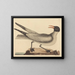 La mouette rieuse - Mark Catesby — kehystetty taideteos seinällä