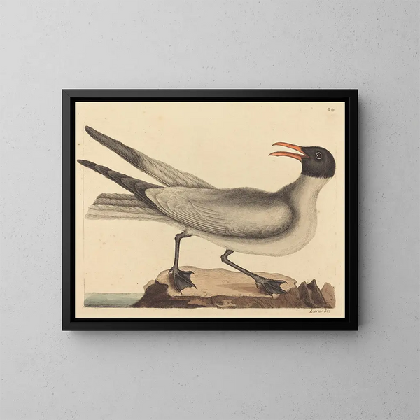 La mouette rieuse - Mark Catesby — kehystetty taideteos seinällä