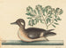 Mark Catesby — näkymä teoksesta