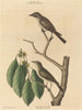 Le petit moucherolle brun - Mark Catesby — näkymä teoksesta
