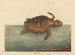 La tortue caouanne Testudo cavanna - Mark Catesby — näkymä teoksesta