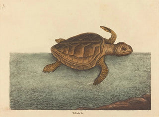 La tortue caouanne Testudo cavanna - Mark Catesby — näkymä teoksesta