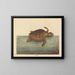 La tortue caouanne Testudo cavanna - Mark Catesby — kehystetty taideteos seinällä