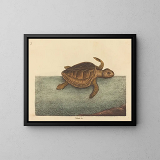 La tortue caouanne Testudo cavanna - Mark Catesby — kehystetty taideteos seinällä