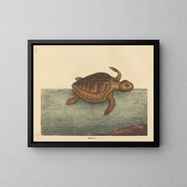 La tortue caouanne Testudo cavanna - Mark Catesby — kehystetty taideteos seinällä