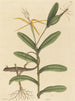 Le Lézard de Lyon Lacerta 6-lineata - Mark Catesby — näkymä teoksesta