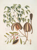L'acajou - Mark Catesby — näkymä teoksesta