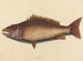 Le vivaneau gris - Mark Catesby — näkymä teoksesta