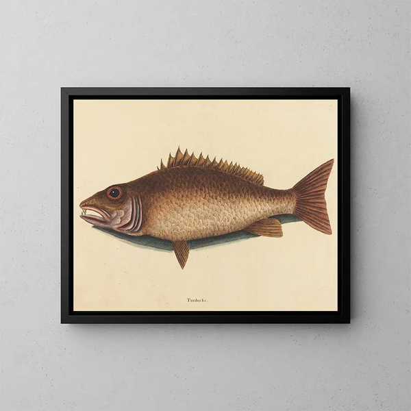 Le vivaneau gris - Mark Catesby — kehystetty taideteos seinällä