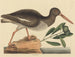 Le Huîtrier pie Haematopus ostralegus - Mark Catesby — näkymä teoksesta