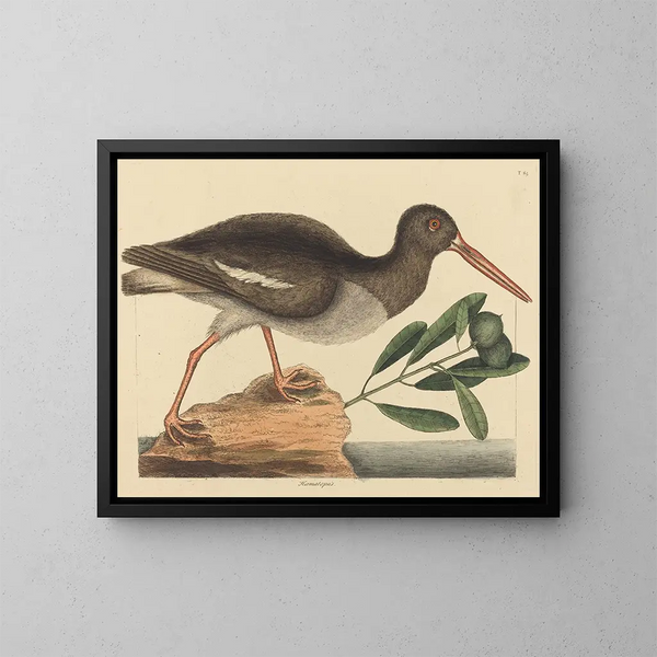 Le Huîtrier pie Haematopus ostralegus - Mark Catesby — kehystetty taideteos seinällä