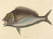 Le Porgy Sparus chrysops - Mark Catesby — näkymä teoksesta