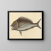 Le Porgy Sparus chrysops - Mark Catesby — kehystetty taideteos seinällä