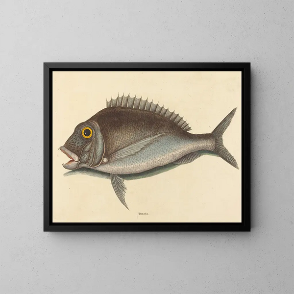 Le Porgy Sparus chrysops - Mark Catesby — kehystetty taideteos seinällä