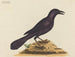 Le corbeau violet - Mark Catesby — näkymä teoksesta