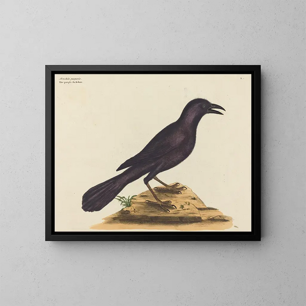 Le corbeau violet - Mark Catesby — kehystetty taideteos seinällä