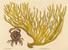 Le crabe à pinces rouges Cancer erythropus - Mark Catesby — näkymä teoksesta