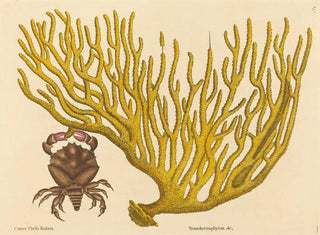 Le crabe à pinces rouges Cancer erythropus - Mark Catesby — näkymä teoksesta