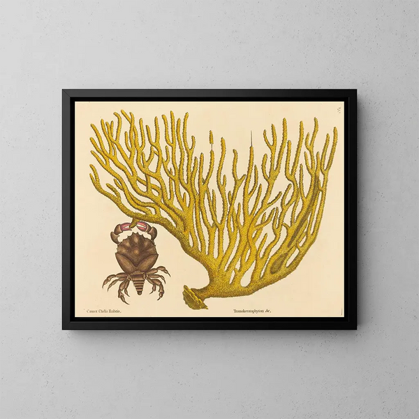 Le crabe à pinces rouges Cancer erythropus - Mark Catesby — kehystetty taideteos seinällä