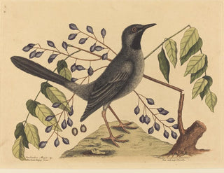 Le Merle à pattes rouges - Mark Catesby — näkymä teoksesta