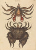 Le Crabe Rocheux Motté Rouge Cancer grapsus - Mark Catesby — näkymä teoksesta