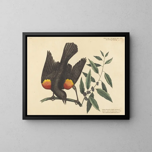 Le merle à ailes rouges - Mark Catesby — kehystetty taideteos seinällä
