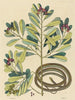 Le serpent ruban Coluber saurita - Mark Catesby — näkymä teoksesta