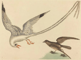Le bruant des rizières - Mark Catesby — näkymä teoksesta
