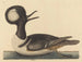 Le canard à capuchon - Mark Catesby — näkymä teoksesta
