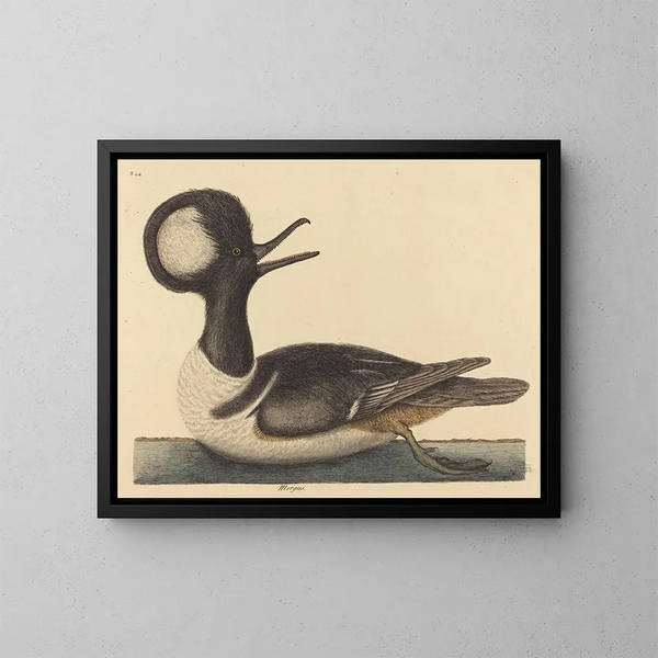 Le canard à capuchon - Mark Catesby — kehystetty taideteos seinällä