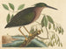 Le petit butor - Mark Catesby — näkymä teoksesta