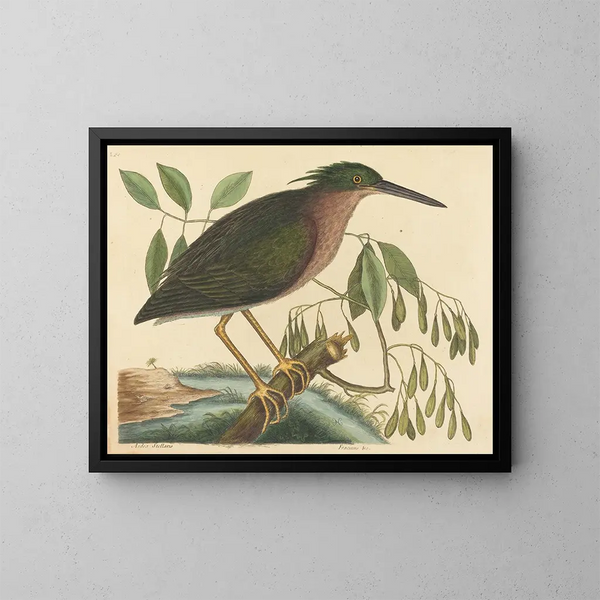 Le petit butor - Mark Catesby — kehystetty taideteos seinällä