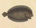 Le sole Pleuronectes lunatus - Mark Catesby — näkymä teoksesta