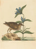 Le Soree Rallus virginianus - Mark Catesby — näkymä teoksesta