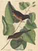 Le Towhe (Fringilla erythrophthalma) - Mark Catesby — näkymä teoksesta