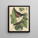 Le Towhe (Fringilla erythrophthalma) - Mark Catesby — kehystetty taideteos seinällä