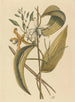 La vanille Epidendrum vanelloe - Mark Catesby — näkymä teoksesta