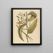 La vanille Epidendrum vanelloe - Mark Catesby — kehystetty taideteos seinällä