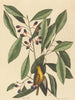 La mésange jaune - Mark Catesby — näkymä teoksesta
