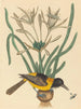 L'Oriolus icterus jaune et noir - Mark Catesby — näkymä teoksesta