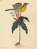Le Paruline polyglotte - Mark Catesby — näkymä teoksesta