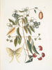 Le Papillon de Nuit à Quatre Yeux - Mark Catesby — näkymä teoksesta