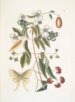 Mark Catesby - The foureyed Night Butterfly.webp