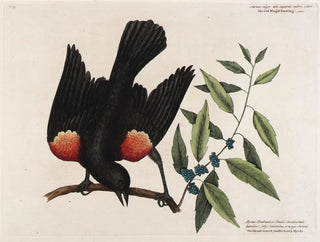 Le merle à ailes rouges, le myrte à feuilles larges et la bougie de baies - Mark Catesby — näkymä teoksesta
