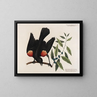 Le merle à ailes rouges, le myrte à feuilles larges et la bougie de baies - Mark Catesby — kehystetty taideteos seinällä