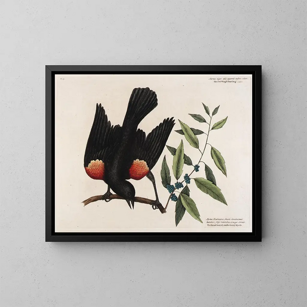 Le merle à ailes rouges, le myrte à feuilles larges et la bougie de baies - Mark Catesby — kehystetty taideteos seinällä
