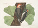 Le pic à ventre rouge, le pic chevelu, le chêne noir - Mark Catesby — näkymä teoksesta